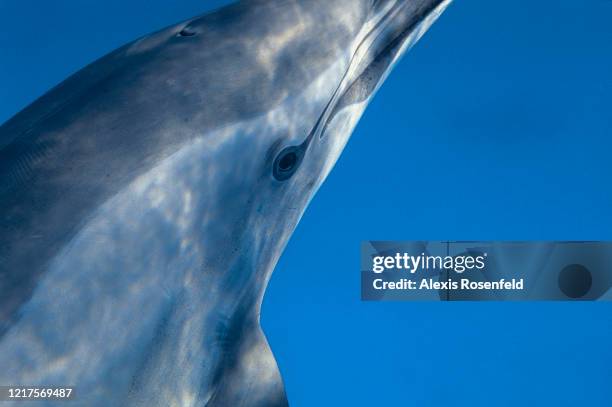 Close-up view of a very friendly spinner dolphin on April 08, 2004 in the lagoon of Sataya, off Egypt, Red Sea. Well know for its acrobatic displays...