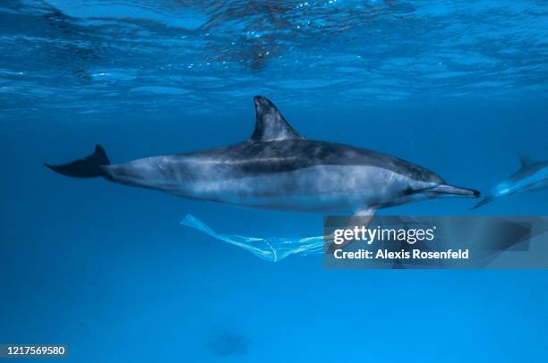 Spinner dolphin is carrying a plastic waste on its pectoral fin on April 08, 2004 off Egypt, Red Sea. Plastic waste is catastrophic for marine...