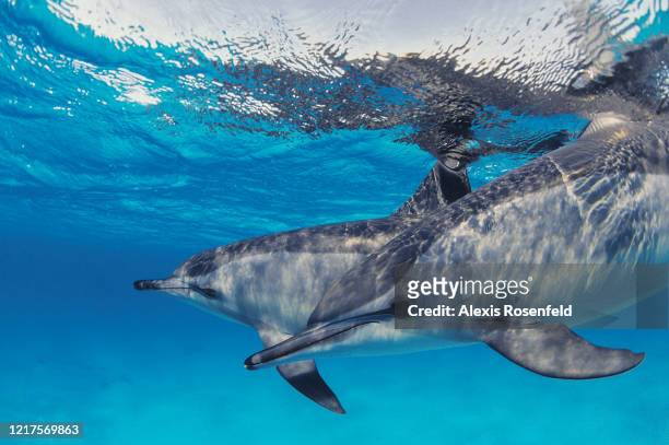 Portrait of two spinner dolphins swimming above the surface on April 08, 2004 in the lagoon of Sataya, off Egypt, Red Sea. Well know for their...