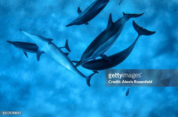 Spinner dolphins are playing on April 08, 2004 in the lagoon of Sataya, off Egypt, Red Sea. Sataya is home of an incredible colony of spinner...