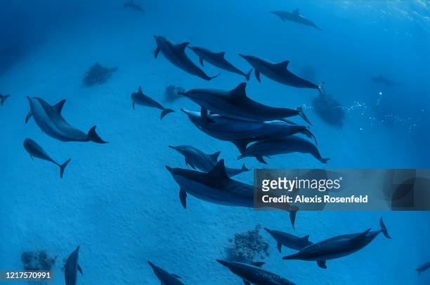 Large group of spinner dolphins is swimming on April 08, 2004 in the lagoon of Sataya, off Egypt, Red Sea. Sataya is home of an incredible colony of...