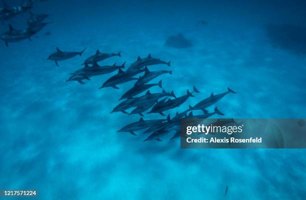Large group of spinner dolphins is swimming on April 08, 2004 in the lagoon of Sataya, off Egypt, Red Sea. Sataya is home of an incredible colony of...