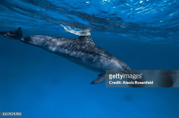 Spinner dolphin is swimming just below the surface with plastic waste on its dorsal fin on April 08, 2004 off Egypt, Red Sea. Plastic waste is...