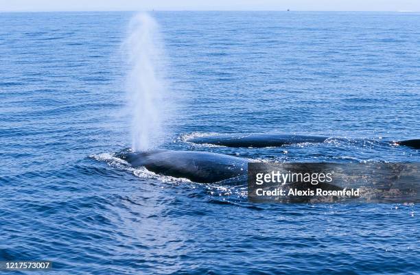 Humpback whales during the austral summer on August 26, 2006 in Salary Bay, Mozambique Channel, Madagascar, Indian Ocean. Each year, the humpback...