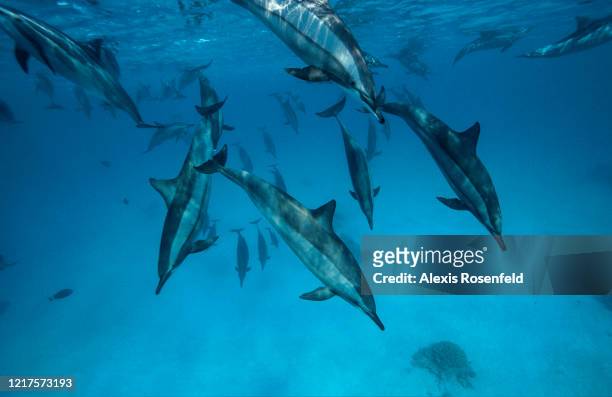 Large group of spinner dolphins is swimming on April 08, 2004 in the lagoon of Sataya, off Egypt, Red Sea. Sataya Reef is a huge lagoon that is home...