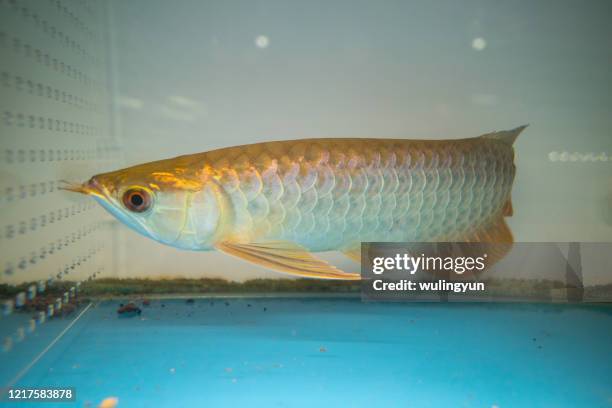 arowana in fish tank at pet shop - arowana stockfoto's en -beelden