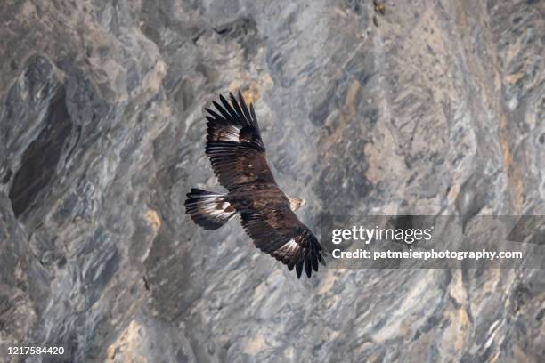 majestic golden eagle circling - steinadler stock-fotos und bilder