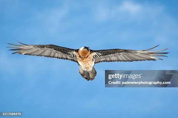 majestic bearded vulture - schwingen schweiz stock-fotos und bilder