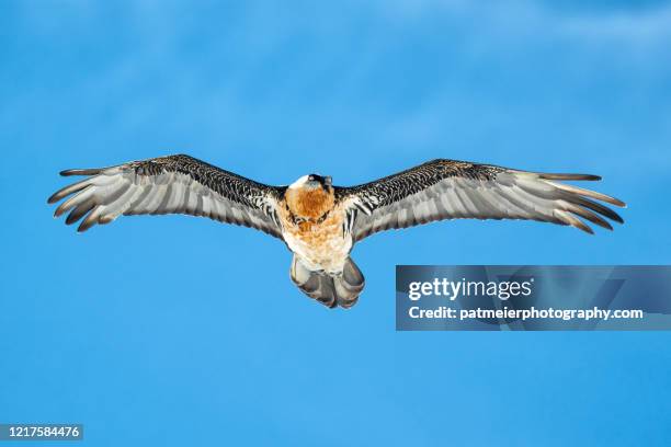 majestic bearded vulture - bearded vulture stock pictures, royalty-free photos & images