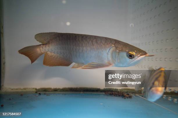 arowana in fish tank at pet shop - arowana stockfoto's en -beelden