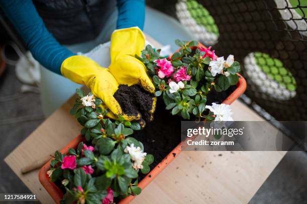 blumen in topf pflanzen, erde in handgeliebten händen halten - balkon blumen stock-fotos und bilder