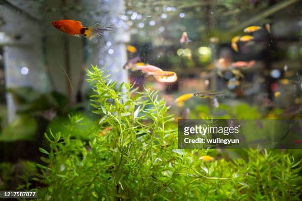 mini aquatic plants landscape for sale - aquatic organism stock pictures, royalty-free photos & images