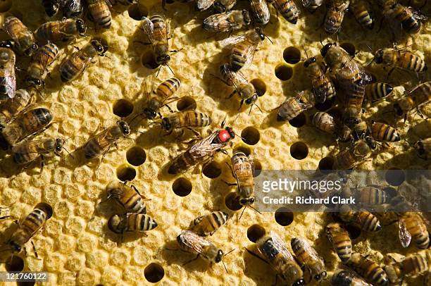 honey bees (apis) in hive with queen bee marked by red identification spot - queen bee stock pictures, royalty-free photos & images