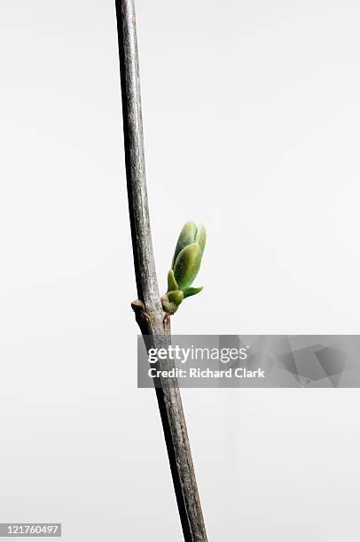 new growth on branch - branch stock pictures, royalty-free photos & images