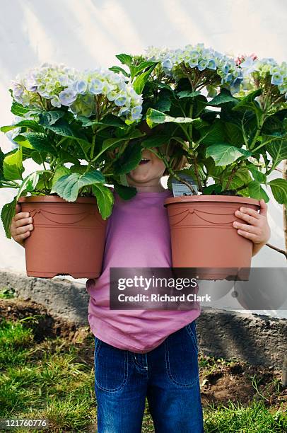 young girl holding potted hydrangeas (hydrangea) - carrying pot plant stock pictures, royalty-free photos & images