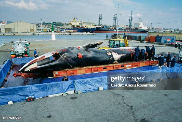 Fin whale, which died after hitting a cargo ship in the Provencal waters of the Mediterranean Sea, is being cut up on July 13, 2004 in the port of...