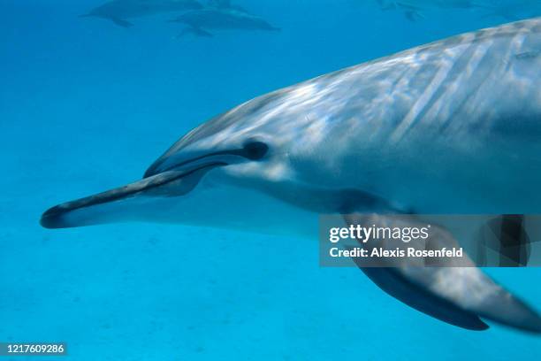 Close-up view of a very friendly spinner dolphin on April 08, 2004 in the lagoon of Sataya, off Egypt, Red Sea. Well know for its acrobatic displays...