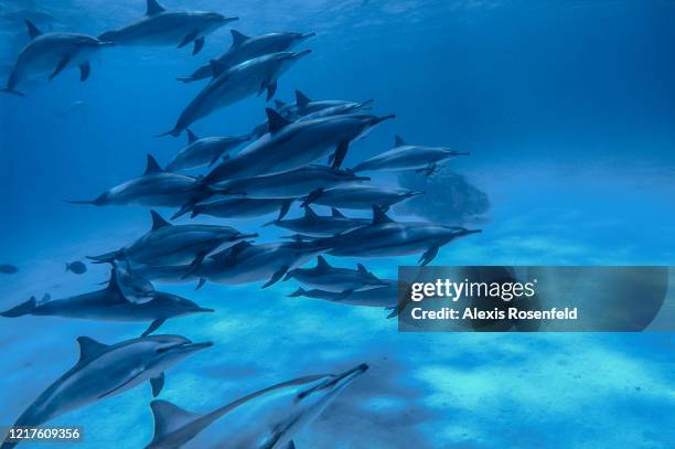 Large group of spinner dolphins is swimming on April 08, 2004 in the lagoon of Sataya, off Egypt, Red Sea. Sataya Reef is a huge lagoon that is home...