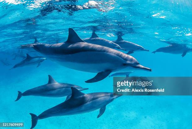 Group of spinner dolphins is swimming on April 08, 2004 in the lagoon of Sataya, off Egypt, Red Sea. Sataya Reef is a huge lagoon that is home of the...
