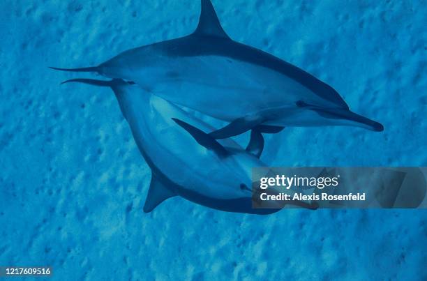 Large group of spinner dolphins is swimming face to face on April 08, 2004 in the lagoon of Sataya, off Egypt, Red Sea. Spinner dolphins are a very...