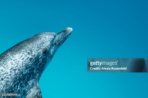 April 2016: A close-up view of an Atlantic spotted dolphin on April 21, 2016 off Bimini Island, Bahamas. The color of the Atlantic spotted dolphins...