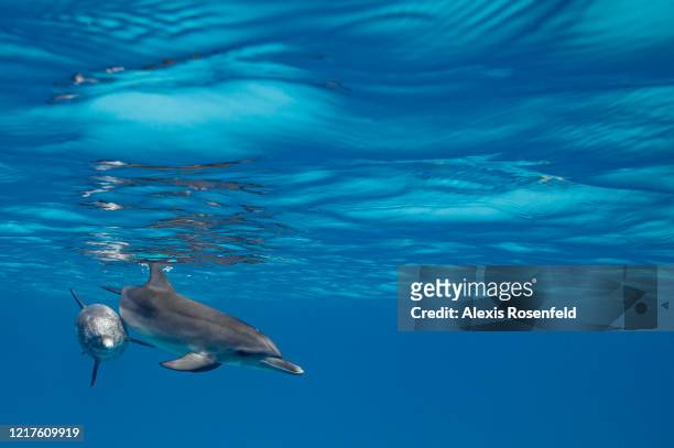 Female Atlantic spotted dolphin is swimming with a young one on April 21, 2016 off Bimini Island, Bahamas. Young atlantic spotted dolphin can stay...