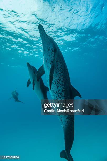 Female Atlantic spotted dolphin is swimming with a young one on April 21, 2016 off Bimini Island, Bahamas. Young Atlantic spotted dolphin can stay...