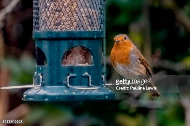 a garden robin - bird feeder stock pictures, royalty-free photos & images