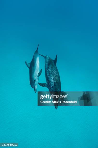 Female Atlantic spotted dolphin is swimming with a young one on April 21, 2016 off Bimini Island, Bahamas. Young Atlantic spotted dolphin can stay...