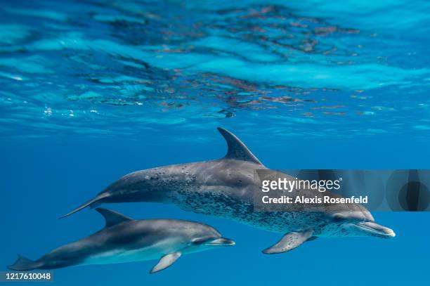Female Atlantic spotted dolphin is swimming with her baby on April 21, 2016 off Bimini Island, Bahamas. Young Atlantic spotted dolphin can stay with...