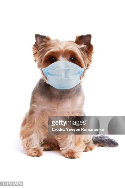 yorkshire terrier dog in a surgical mask sitting on white background - yorkshire terrier vet stock pictures, royalty-free photos & images