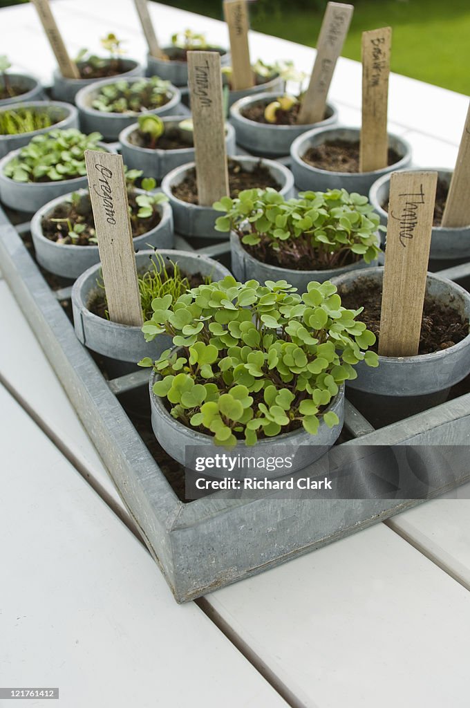 Tray of mixed seedlings in pots (Part of series)