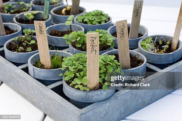 tray of mixed herb and vegetable seedlings (part of series) - chive stock pictures, royalty-free photos & images