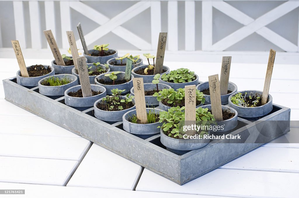 Tray of mixed potted seedlings (Part of series)