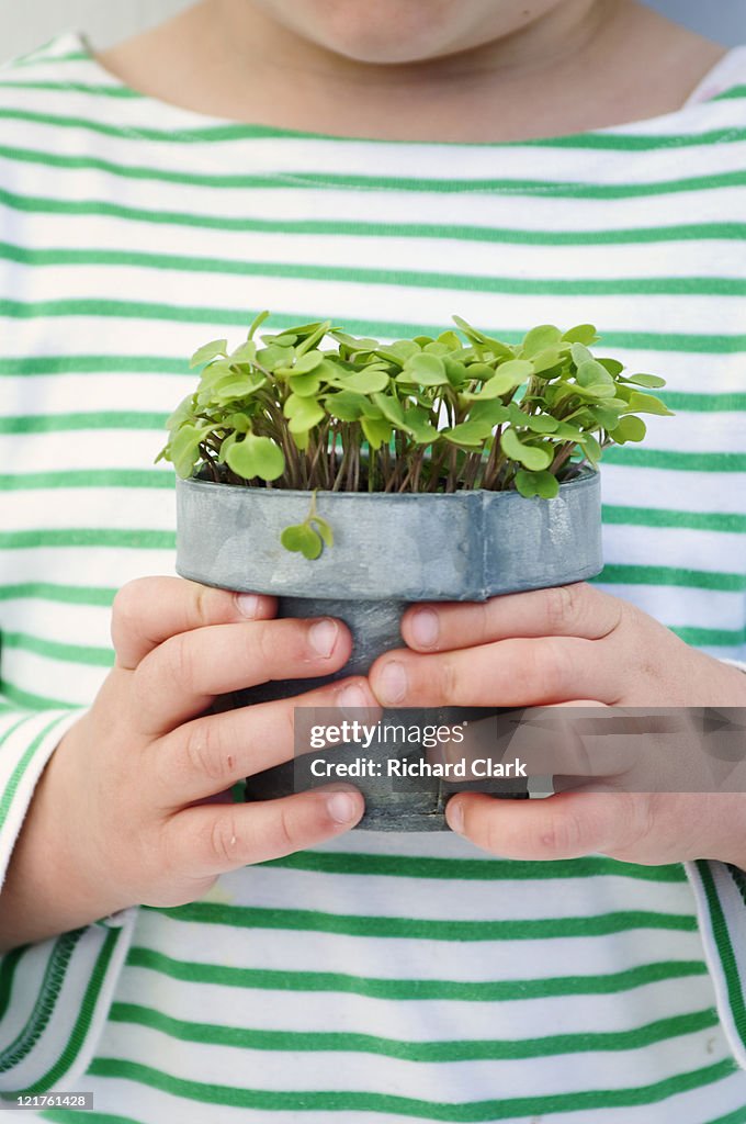 Young girl holding potted rocket (Eruca sativa) seedling (Part of series)