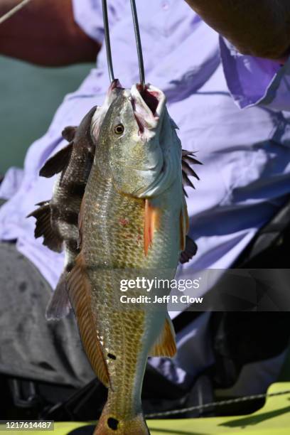 129 Red Fish Scales Stock Photos, High-Res Pictures, and Images - Getty ...