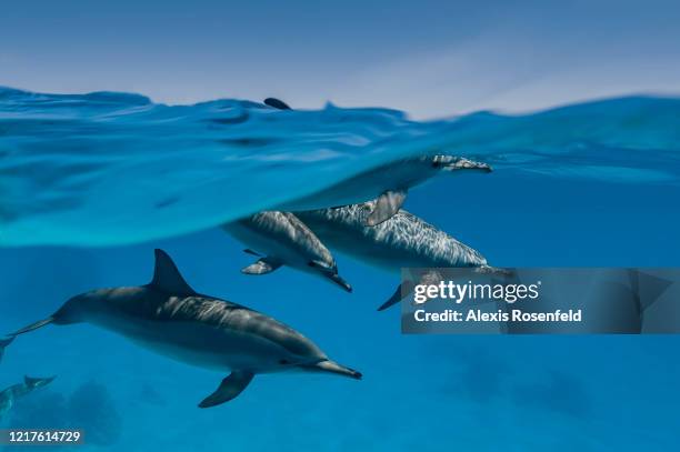 Group of spinner dolphins swimming just above the surface in Sataya lagoon on April 02, 2014 off Egypt, Red Sea. Sataya reef is well known for its...