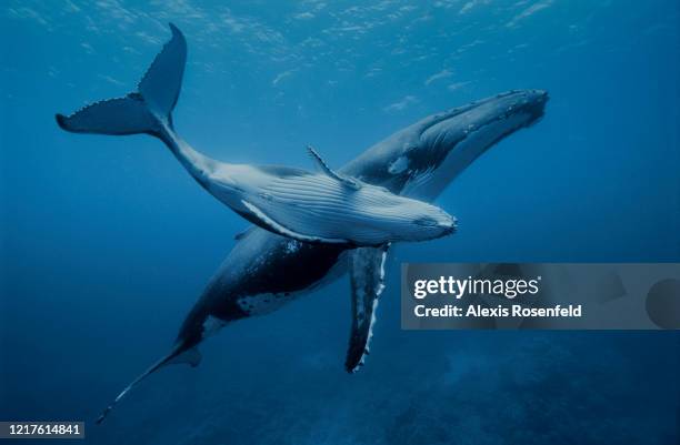 Young humpback whale with its mother in the warm waters of the Pacific Ocean on July 12, 2004 near the island of Rurutu in the Austral archipelago,...