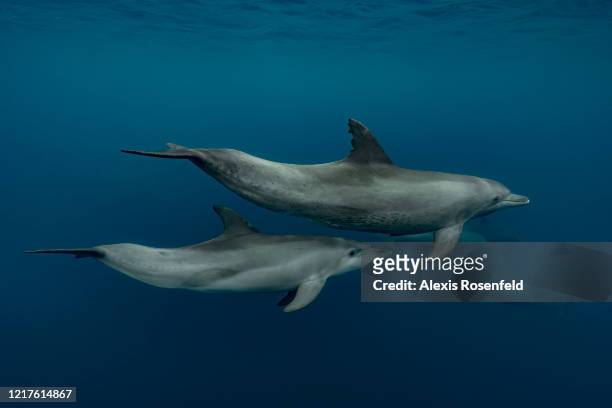 Group of Indo-Pacific bottlenose dolphin swimming in one of the largest lagoon of the world on November 24, 2017 in Mayotte, Indian Ocean. As here,...