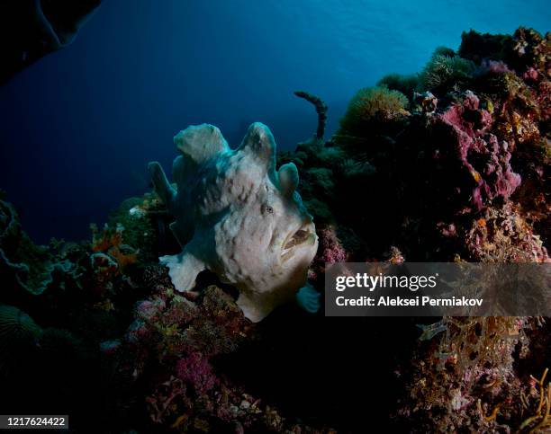 frogfish on the corals - anglerfish stock pictures, royalty-free photos & images