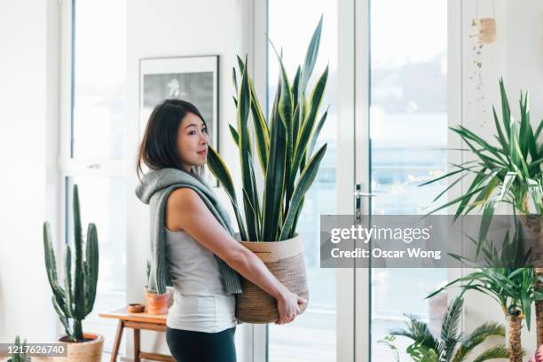 portrait of smiling woman carrying potted plant at home - housecleaning only women stock pictures, royalty-free photos & images