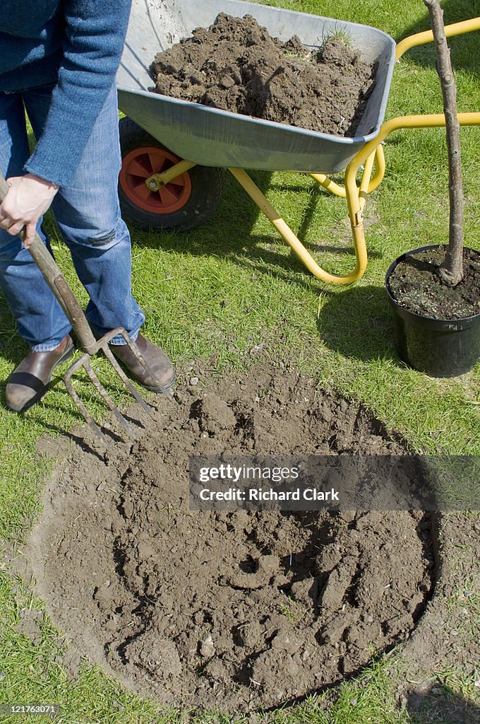 Preparing new home for cherry tree (Prunus). Step by step, image 3 of 15