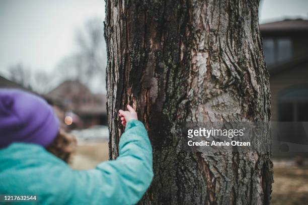 girl touching sap from maple tree - sugar maple stock pictures, royalty-free photos & images