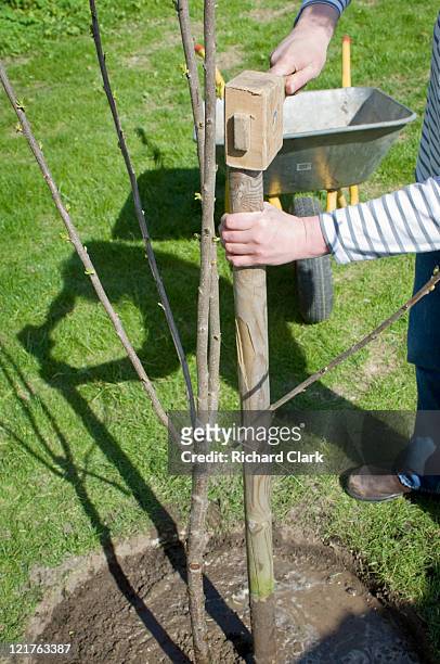 hammering in wooden stake support for young cherry tree (prunus). step by step, image 12 of 15 - stakes day fotografías e imágenes de stock
