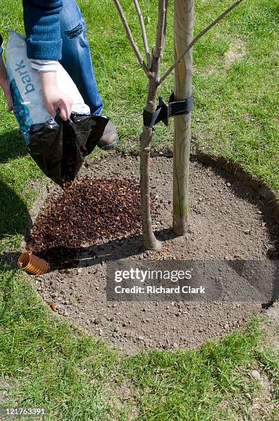 spreading bark mulch around newly transplanted cherry tree (prunus) and irrigation tubing. step by step, image 4 of 5 - bark mulch stock pictures, royalty-free photos & images