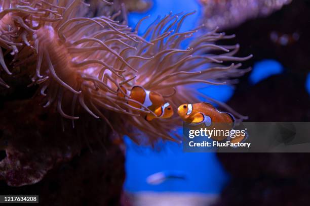 two clown fish swimming in a aquarium between anemone plants - clown fish stock pictures, royalty-free photos & images