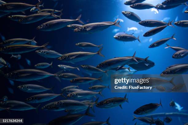 large school of fish swimming in a group deep in the ocean - north sea fish stock pictures, royalty-free photos & images