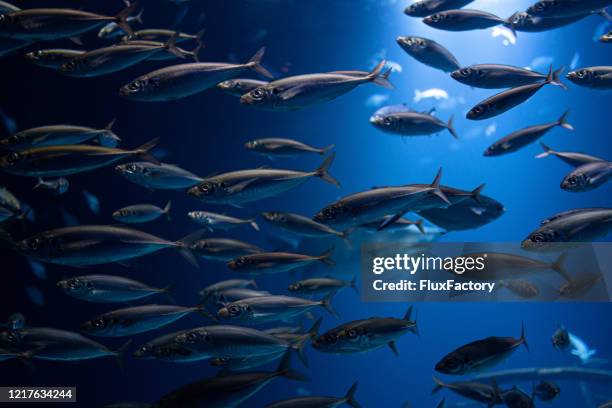 large school of fish swimming in a group deep in the ocean - north sea stock pictures, royalty-free photos & images