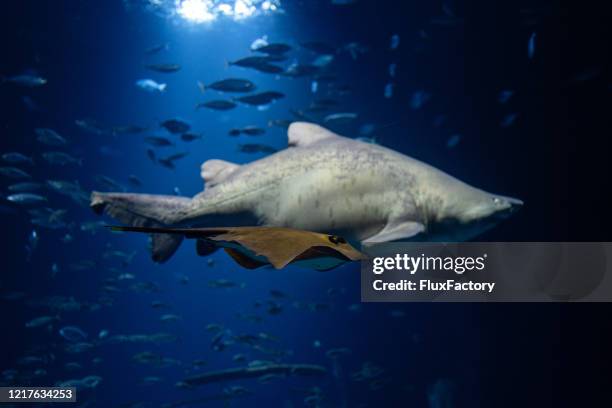 big shark swimming along with baby ray fish - silver shark stock pictures, royalty-free photos & images