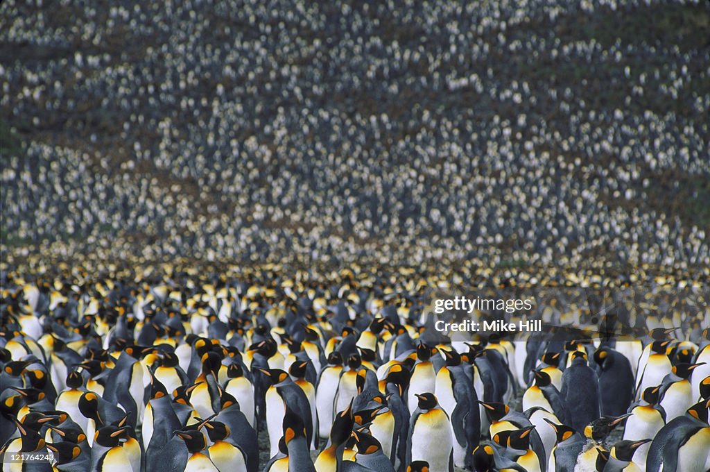 King penguins, Aptenodytes patagonica